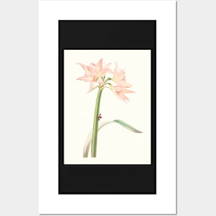 Netted-veined amaryllis - Hippeastrum reticulatum - botanical illustration Posters and Art